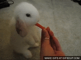carrot GIF