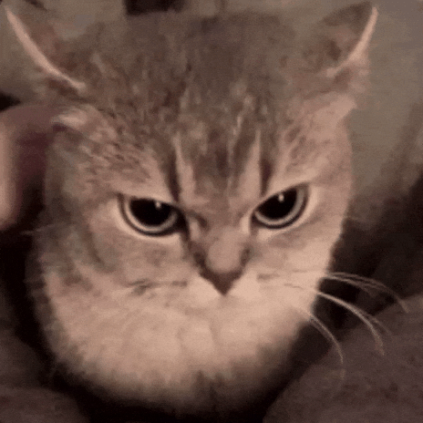Cute Cat Wtf GIF by Bashar
