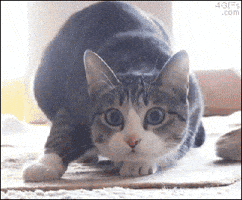 cat fun GIF