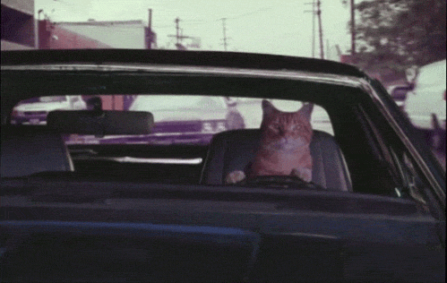 Cat Driving GIF - Find & Share on GIPHY