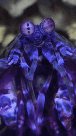Mantis Shrimp Ocean GIF by Monterey Bay Aquarium