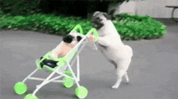 Dog Pushing GIF by The BarkPost