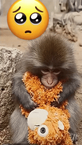 Baby Monkey Japan GIF