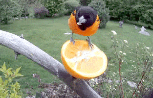 tasty orange GIF
