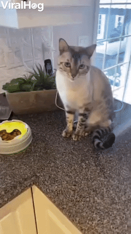 Cat Needs Affection While Feasting GIF by ViralHog