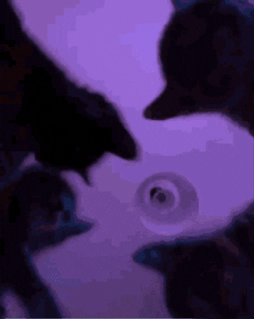Cat Party GIF