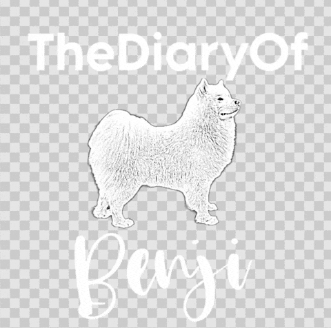 Benji Samoyed GIF