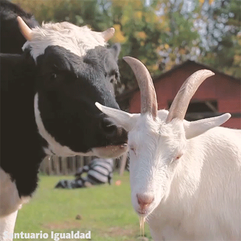friends cows GIF