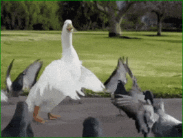 Duck Dancing GIF