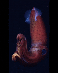 Squid-game GIFs - Get the best GIF on GIPHY
