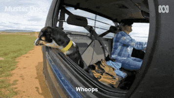 Mans Best Friend Dogs GIF by ABC TV + IVIEW