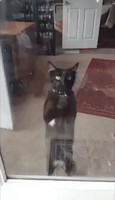 Hungry Cat GIF by LorenzoTheGawd - Find & Share on GIPHY