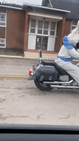 Easter Bunny Driving Motorcycle Around Canada GIF by ViralHog