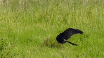 Hat GIF