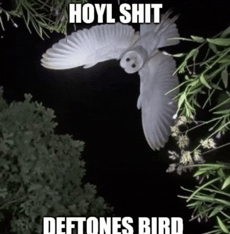 Barn Owl GIF