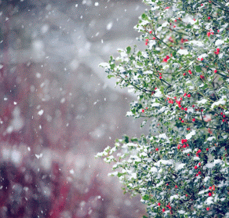 christmas tree snow GIF