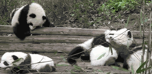 Pandas playing