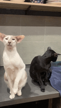 A gif of two oriental shorthairs, one white with few light brown marks, the other all black, meowing on a countertop