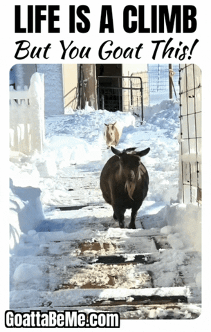 You Got This GIF by Goatta Be Me Goats! Adventures of Pumpkin, Cookie and Java!