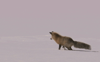 fox GIF