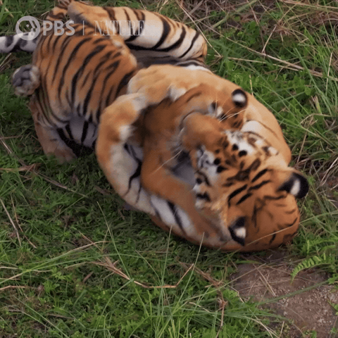 Pbs Nature Family GIF by Nature on PBS