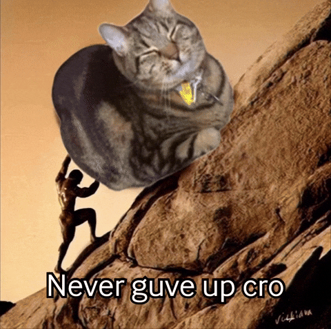 Never Give Up Cat GIF