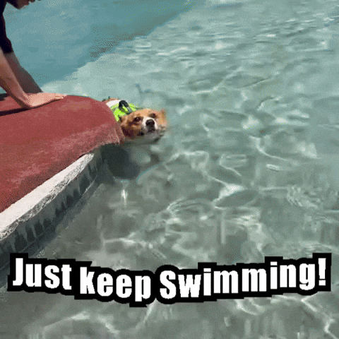 Cute Dog Just Keep Swimming GIF
