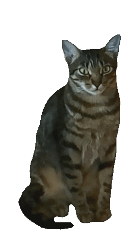 Cats Roar Sticker