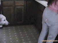Animal-attack GIFs - Get the best GIF on GIPHY