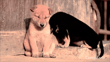 Video gif. Dozing puppy starts to topple over before startling awake again.