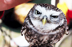 happy owl GIF
