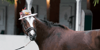 Big Hat Horse GIF by Kentucky Derby