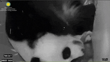 panda kisses GIF