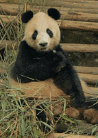 Panda Eating GIF