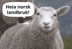 Sheep Tygge GIF by Bondelaget