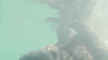 marine mammal manatee GIF by Dolphin Discovery