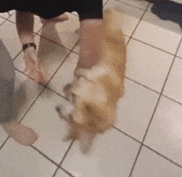 Dog Spin GIF
