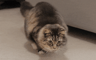 Cat Pounce GIF