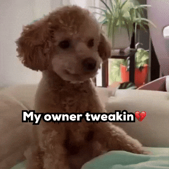 Dog Funny GIF
