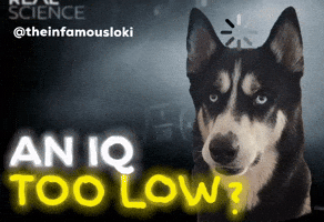 Husky GIF by Loki