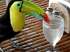 animals nature adorable colorful birds GIF