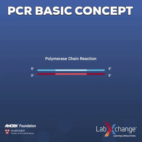 A GIF of the PCR Process | Extend Activity Bank