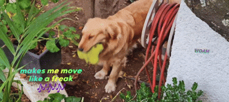 Dog GIF
