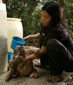 Monkey Bath GIF