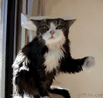 cat GIF