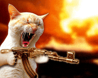 Angry Cats  Cat gif, Animated gif, Angry cat