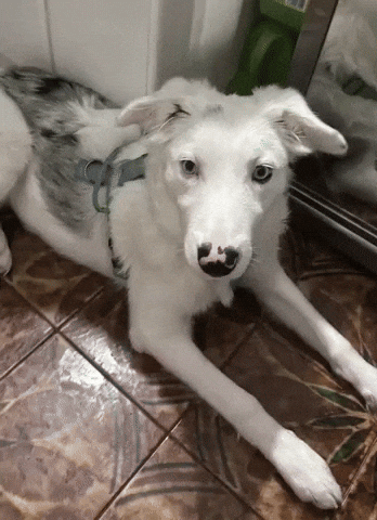 Jugueton GIF