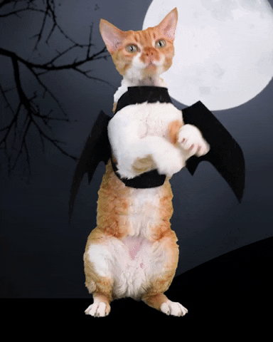 Devon Rex Cat GIF