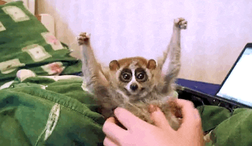 Slow-loris GIFs - Get the best GIF on GIPHY