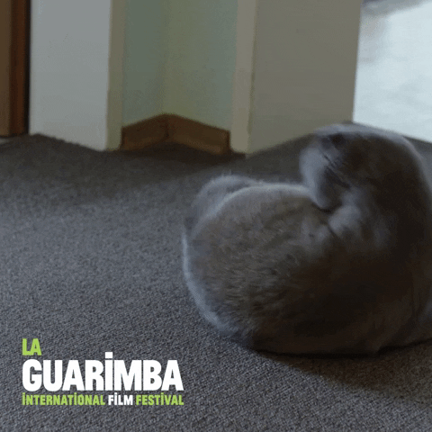 Cat Playing GIF by La Guarimba Film Festival